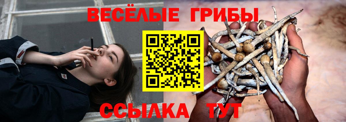Галлюциногенные грибы Psilocybe  Вход с VPN  Галлюциногенные грибы Psilocybe  Зерноград 